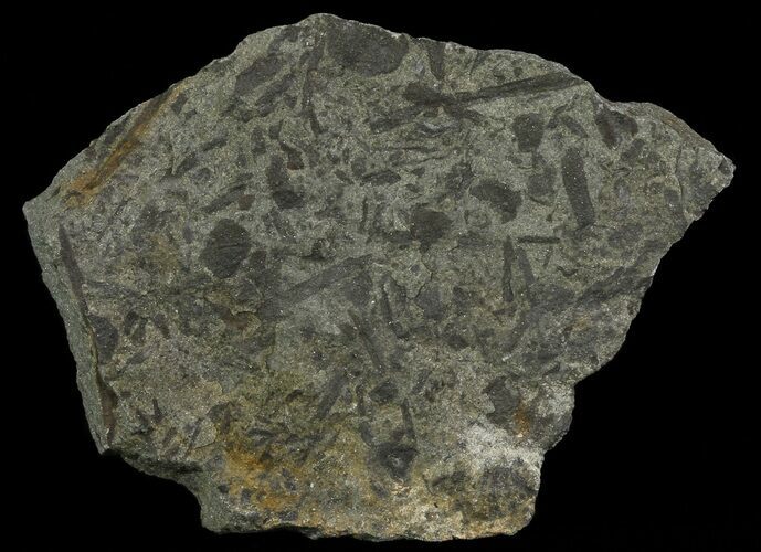 Plate Of Devonian Plant (Gosslingia) Fossils - Wales #66668